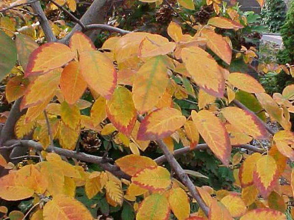 Allegheny Serviceberry - Amelanchier laevis