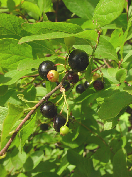 Black Huckleberry - Gaylussacia baccata