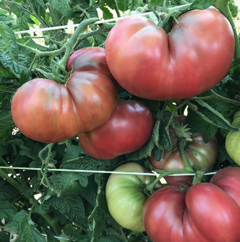 Rosella Purple Tomato - Veggie Potted Plant (Dwarf Tomato Project)