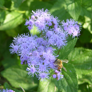 Blue Mistflower - Conoclinium coelestinum - Native Seeds