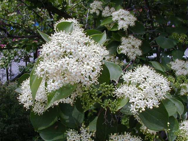 Gray Dogwood - Cornus racemosa – Bagley Pond Perennials