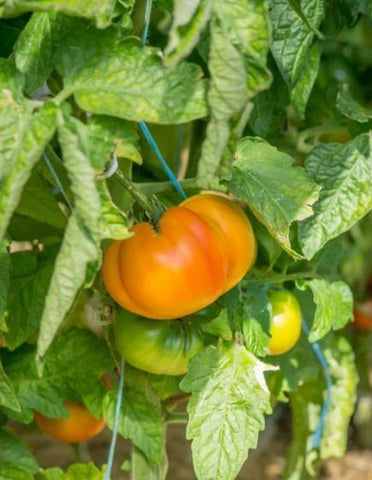 Lucky Swirl Dwarf Tomato - Veggie Potted Plant (Dwarf Tomato Project)