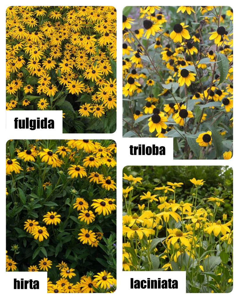 Which Rudbeckia? Let's Compare - fulgida | hirta | laciniata | triloba - for Northern VA Gardens