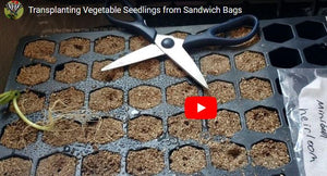 Transplanting Seedlings from Sandwich Bags to Seed Tray