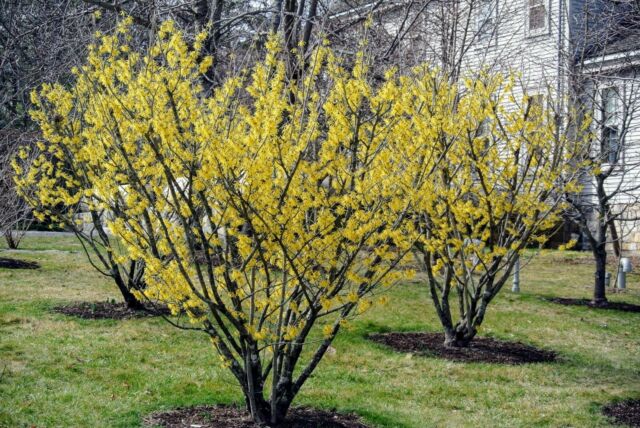 The Story of Trooper - the Witch Hazel that could