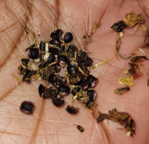 Coreopsis lancelota seeds
