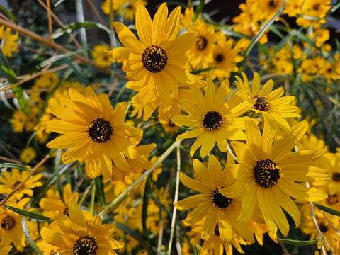 Narrow Leaved Sunflower - Helianthus angustifolius - Native Seeds