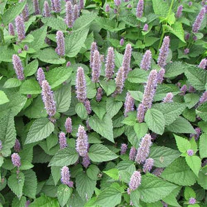 Anise Hyssop - Agastache foeniculum (Professional Installs Only)