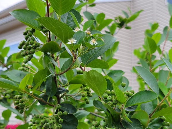 Black Chokeberry - Aronia melanocarpa