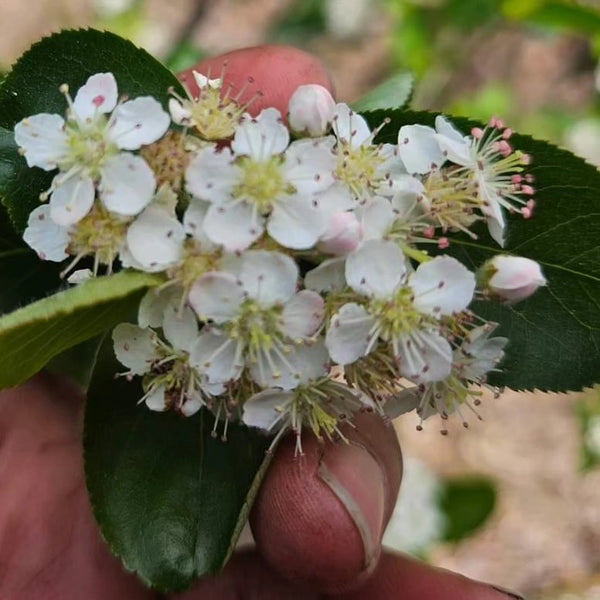 Black Chokeberry - Aronia melanocarpa