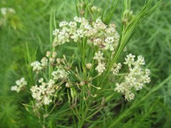 Whorled Milkweed - Asclepias verticillata  (Plug)