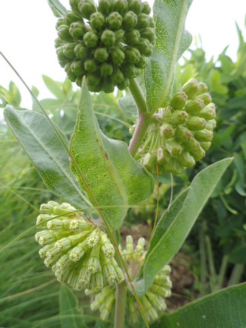 Green Milkweed - Asclepias viridiflora