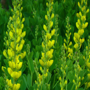 Yellow Wild Indigo - Baptisia tinctoria