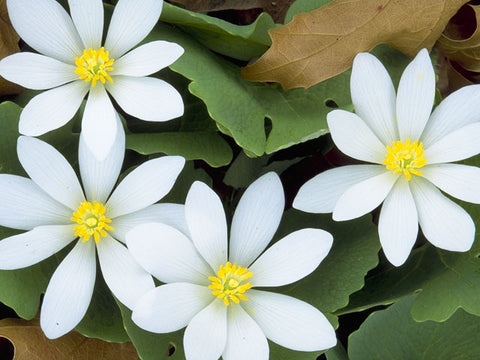 Bloodroot - Sanguinaria canadensis - Early Spring flowers!