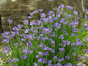 Narrow-leaved Blue-eyed-grass - Sisyrinchium angustifolium