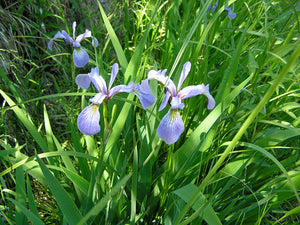 Blueflag Iris - Iris versicolor