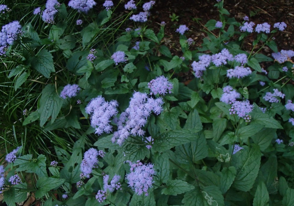 Blue Mistflower - Conoclinium coelestinum (plug)