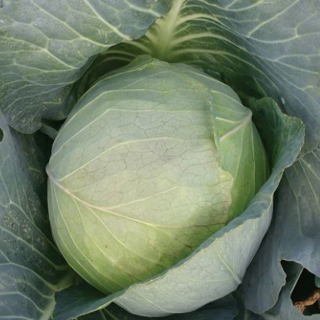 Brunswick Cabbage - Veggie Start
