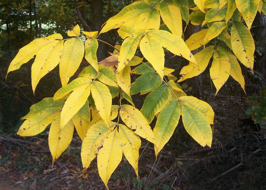 Bitternut Hickory - Carya cordiformis