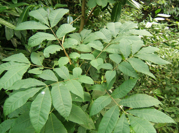 Bitternut Hickory - Carya cordiformis