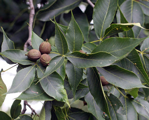 Pignut Hickory - Carya glabra