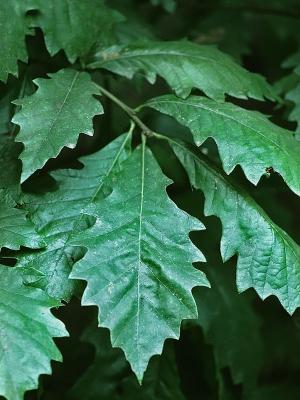 Chinquapin Oak - Quercus muehlenbergii