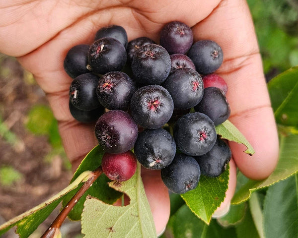 Black Chokeberry - Aronia melanocarpa