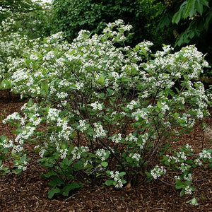 Black Chokeberry - Aronia melanocarpa