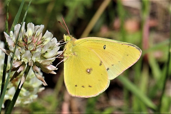 White Clover Seed - Trifolium repens - 1lb Bag - Seeds