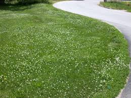 White Clover Seed - Trifolium repens - 1lb Bag - Seeds