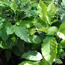 Coffee plant - Coffea arabica
