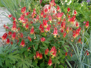 Red Columbine - Aquilegia canadensis - Native Seeds