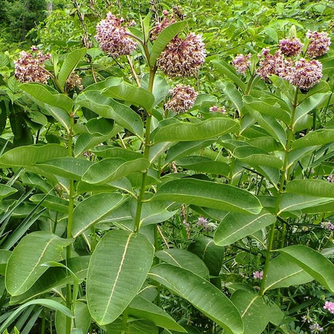 Common Milkweed - Asclepias syriaca - Native Seeds