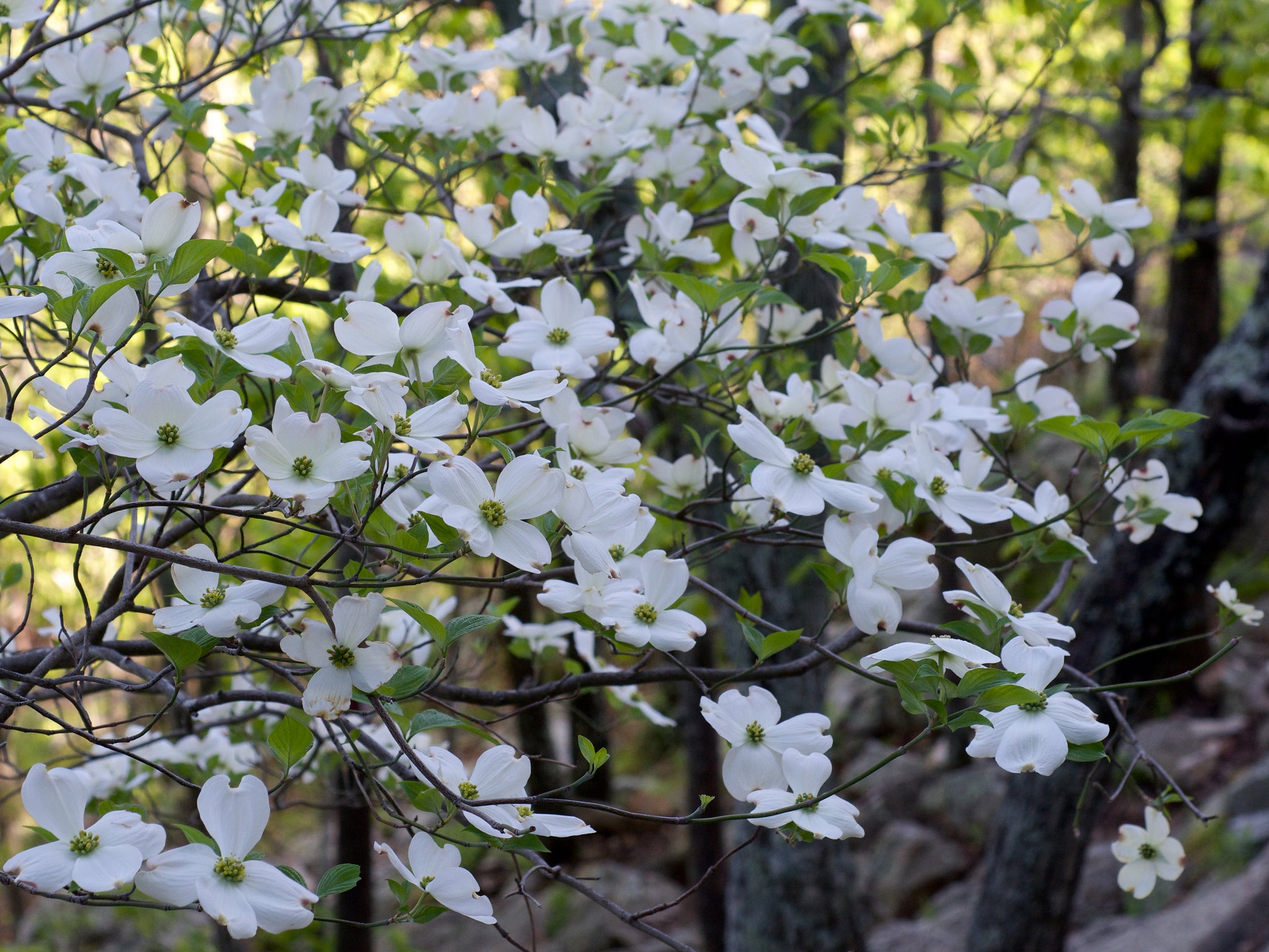 Flowering Dogwood - Cornus florida (Tubeling)