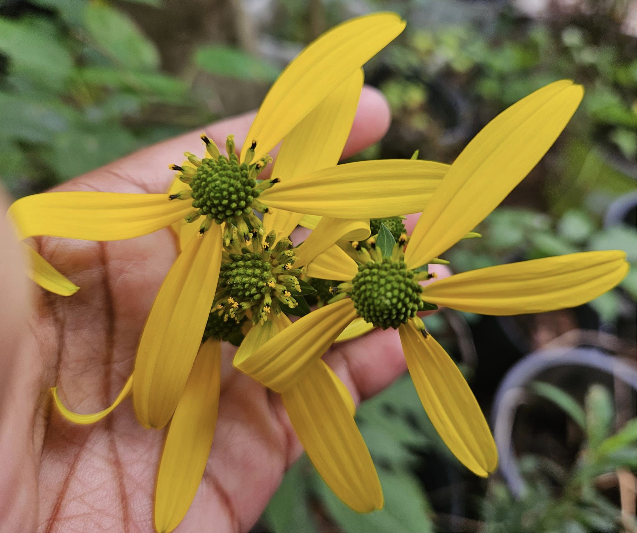 Cut-leaf Coneflower - Rudbeckia laciniata