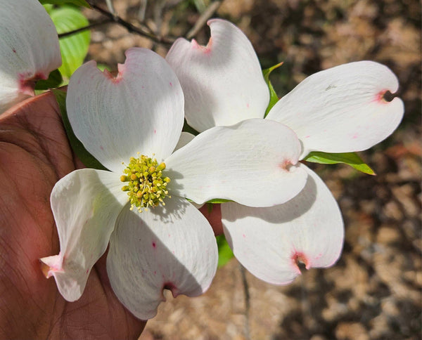 Flowering Dogwood - Cornus florida