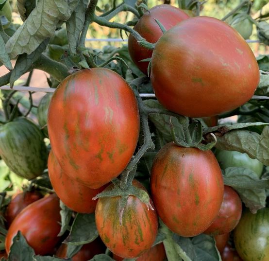 Dwarf Audrey's Love Tomato - Veggie Start (dwarf tomato project)
