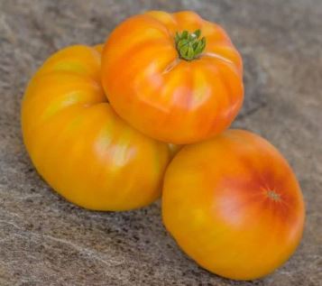 Dwarf Russian Swirl Tomato - Veggie Start (dwarf tomato project)