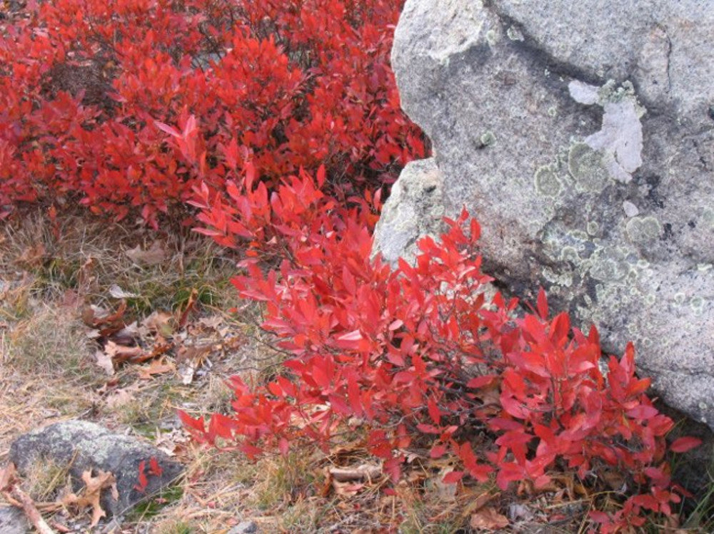Black Huckleberry (Gaylussacia baccata) 9 Black Huckleberry - Gaylussacia baccata