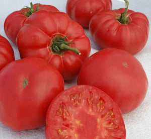 Granny Cantrell Tomato - Veggie Start