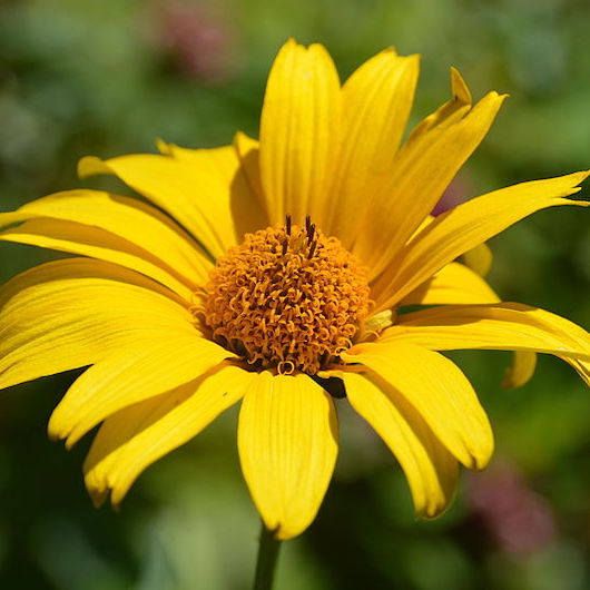 Smooth Oxeye - Heliopsis helianthoides