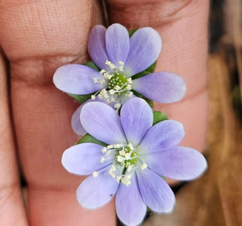 Round-lobed Hepatica - Hepatica americana