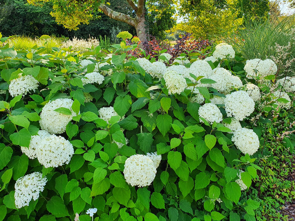 Wild or Smooth Hydrangea - Hydrangea arborescens