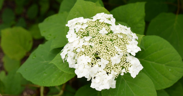 Wild or Smooth Hydrangea - Hydrangea arborescens