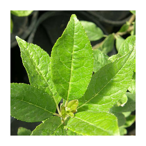 Winterberry - Ilex verticillata (male)
