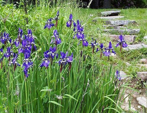 Blue Flag Iris - Iris versicolor - Native Seeds