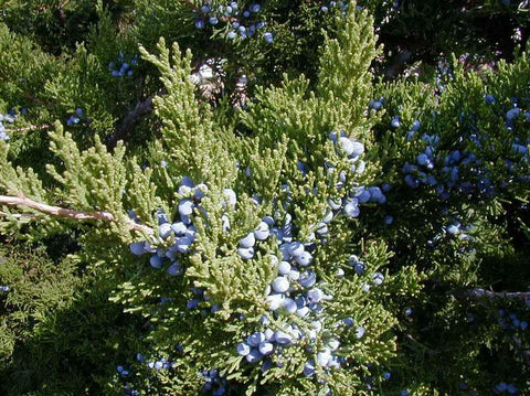 Eastern Red Cedar - Juniperus virginiana