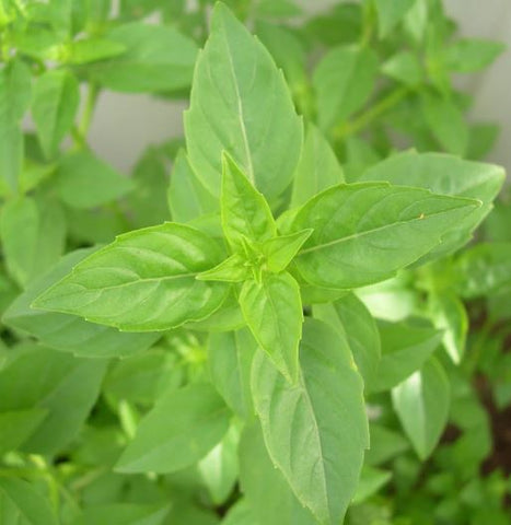 Lime Basil - Veggie Start