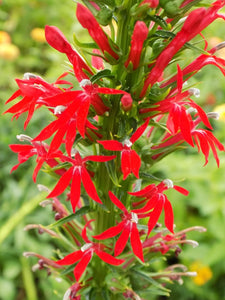 Cardinal Flower - Lobelia cardinalis (Plug)