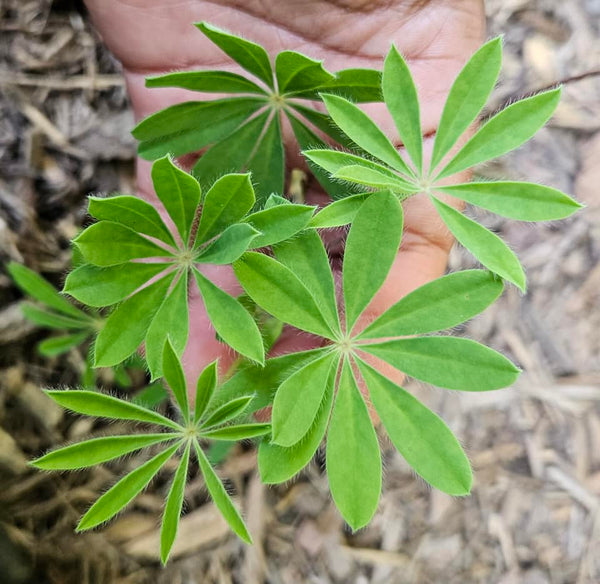 Wild Lupine - Lupinus perennis